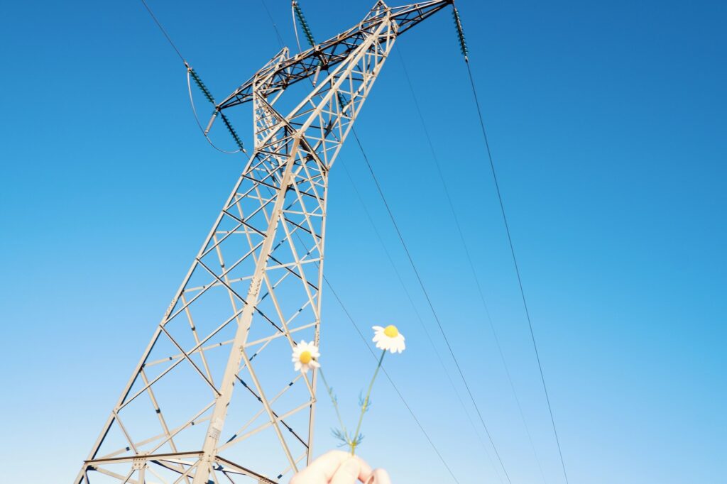 Flowers in front of an electricity pylon